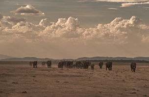 Amboselli_Elefanten_22_kleiner