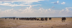 Amboselli_Elefanten_7_kleiner