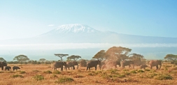 Amboselli_Elefanten_Kilimanjaro_kleines panorama_2_kleiner