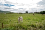 Kuh und Ruine bei Castletown Bearhaven_1