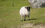 Schaf bei balyconeely_1