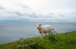 Schaf bei Dingle_1