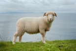 Schaf bei Dingle_2