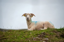Schaf bei Dingle_4