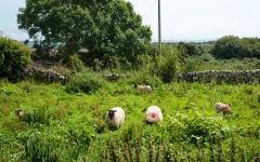 Schafe bei Roundstone_1
