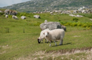 Schafe bei Roundstone_2