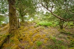 Waldstück bei Killarney-1