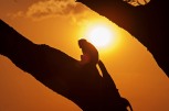 Affen Sonnenuntergang_Serengeti_1