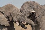 Elefanten_Serengeti_4