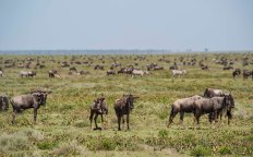 Gnus_Migration Serengeti-2