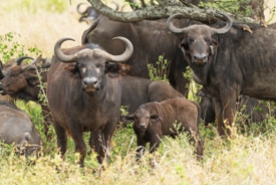 büffeln Serengeti 2017-1-2