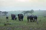 Elefanten im Regen Serengeti 2017-1-2
