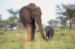 Elefanten Serengeti-2017-1-2