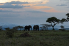 Elefanten Serengeti-feb 2017-10-2
