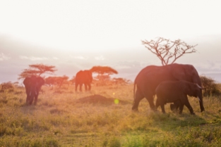 Elefanten Serengeti-feb 2017-12-2