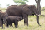 Elefanten Serengeti-feb 2017-2-2