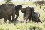 Elefanten Serengeti-feb 2017-6-2