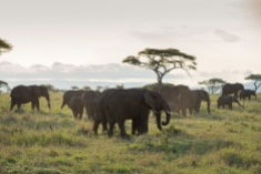 Elefanten Serengeti-feb 2017-7-2