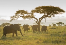 Elefanten Serengeti-feb 2017-8-2