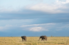 Elefanten Serengeti-feb 2017-9-2