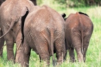 Elefanten Tarangire-2017-1-2