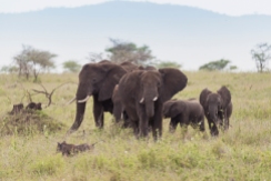 Elefanten u Warzenschwein Serengeti-2017-1-2