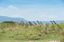 Giraffen Serengeti 2017-1-2