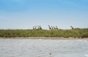 Giraffen Serengeti 2017-2-2
