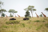 Giraffen u Büffel Serengeti 2017-1-2