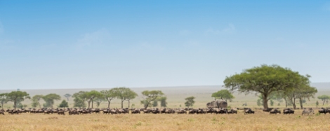 gnus u zebras serengeti migration 2017-11-2