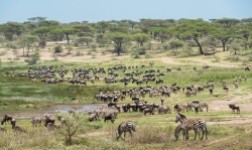 gnus u zebras serengeti Ndutu migration 2017-11-2