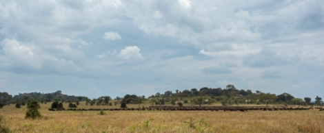 Gnus Wanderung Serengeti 2017-1-2