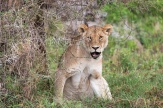 Löwin Serengeti feb 2017-1-2