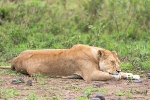 Löwin Serengeti feb 2017-2-2