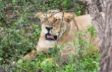 Löwin Serengeti feb 2017-3-2