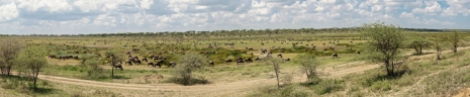 Panorama Ndutu-Serengeti 2017 Migration-1-2