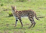 Serval Serengeti-2017-1-2