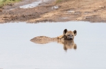 Tüpfel Hyäne-Serengeti-2017-2-2