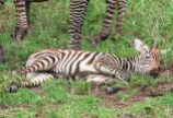 Zebra jung Serengeti 2017-1-2