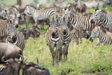 zebras u Gnus Serengeti feb 17-1-2