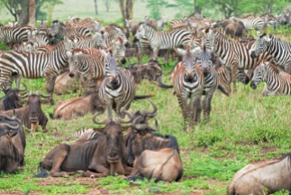 zebras u Gnus Serengeti feb 17-3-2