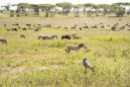 Adler und Zebras u Gnus im Hintergr Ndutu-Ngorongoro 2017-1-2