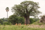Antilopen weiblich u Baobabbaum-2017-1 Tarangire-2