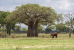 Baobab Baum und Elefant Tarangire-2017-1-2