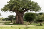 Baobab Baum und Zebras u Warzenschweine Tarangire-2017-1-2