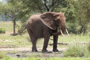 Elefant Tarangirei 2017-3-2