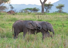 Elefanten Serengeti 2017-15-2