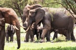 Elefanten Tarangirei 2017-2-2