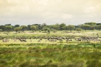 Gnus u Zebras Migration Ndutu 2017-2-2