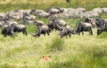 Löwe Gnus und zebras Ndutu-Ngorongoro 2017-1-2